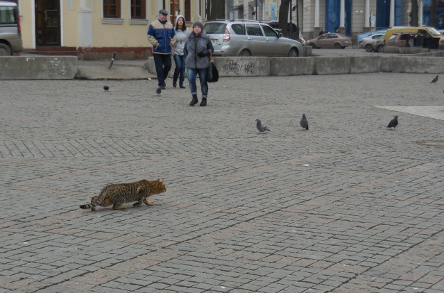 Одесские коты