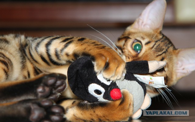 Котовторник 30.09.2014