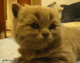 Жизнь на ЯПе в анимации