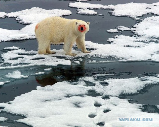 Самые страшные животные по версии WWF