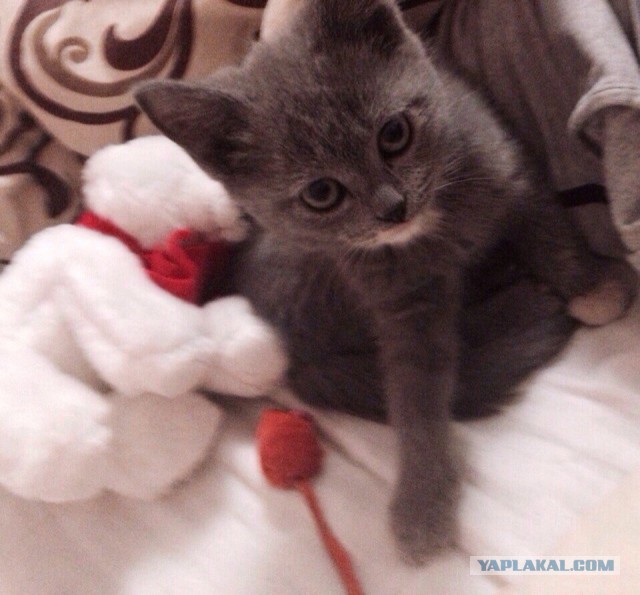 Котовторник 06.01.2015