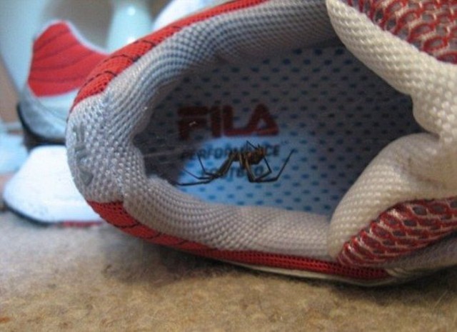 Экзотический животный мир Австралии