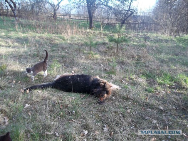 Жизнь домашнего приюта для котеек