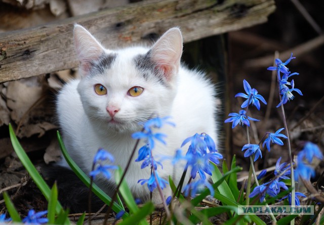 Котовторник