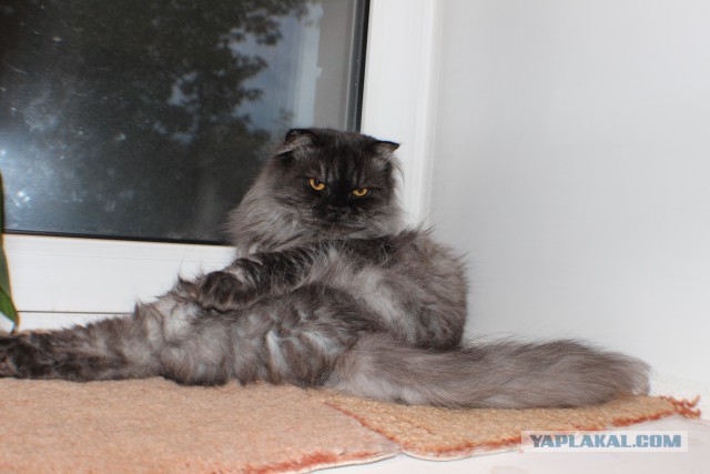 Котовторник 18.08.2015