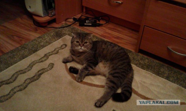 Котовторник наступил!:)