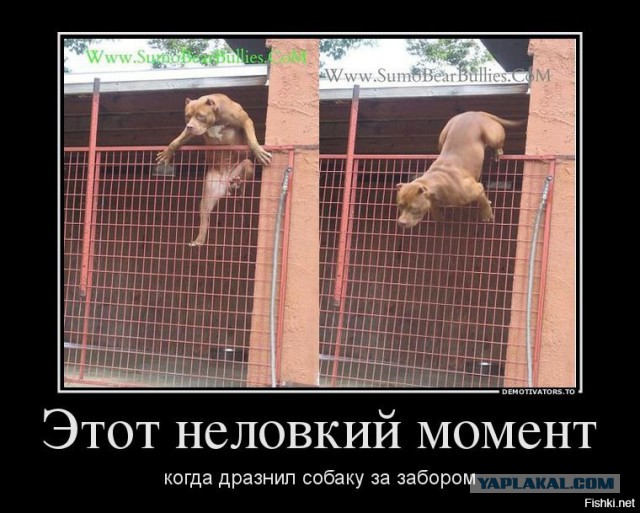Два питбуля загрызли двухлетнего ребенка