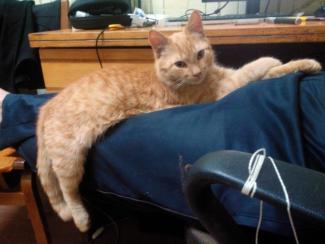 Котовторник 17.11.2015