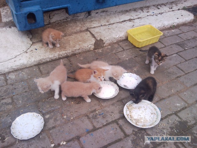 Пост невероятной кошачьей красоты. 25 фот.