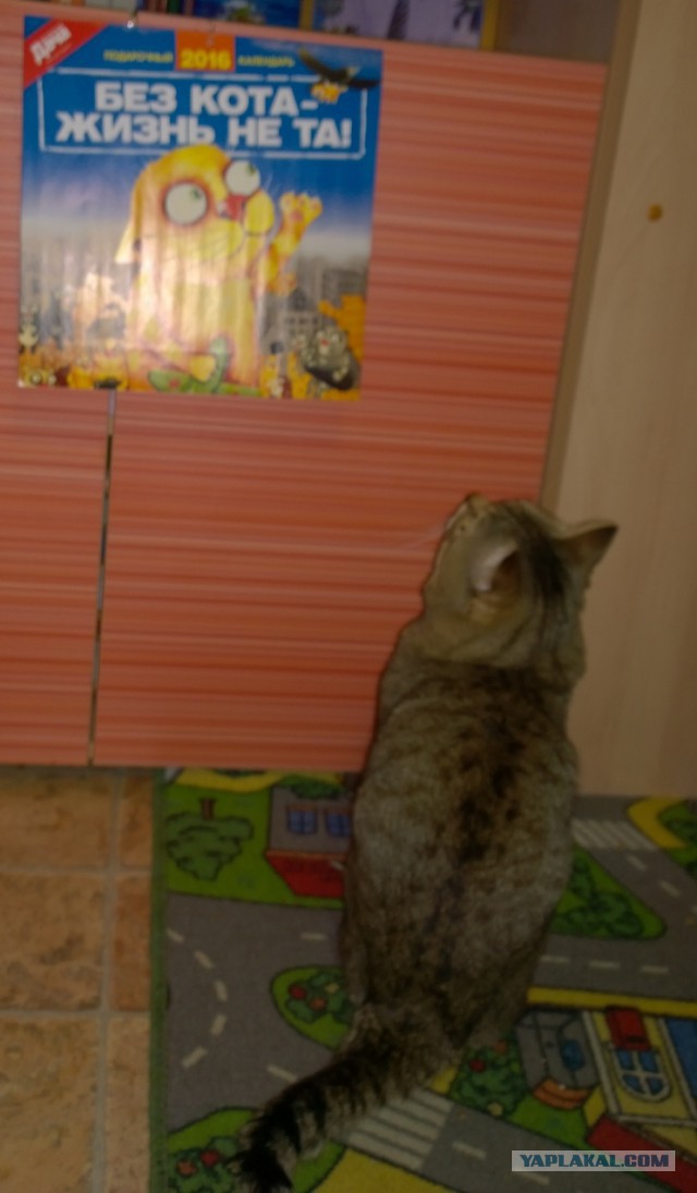 Котолендарь на 2016 год