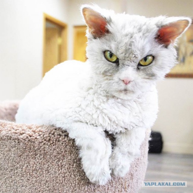 Котовторник 12.04