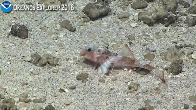 Началась онлайн-трансляция происходящего в самом глубоком месте Земли