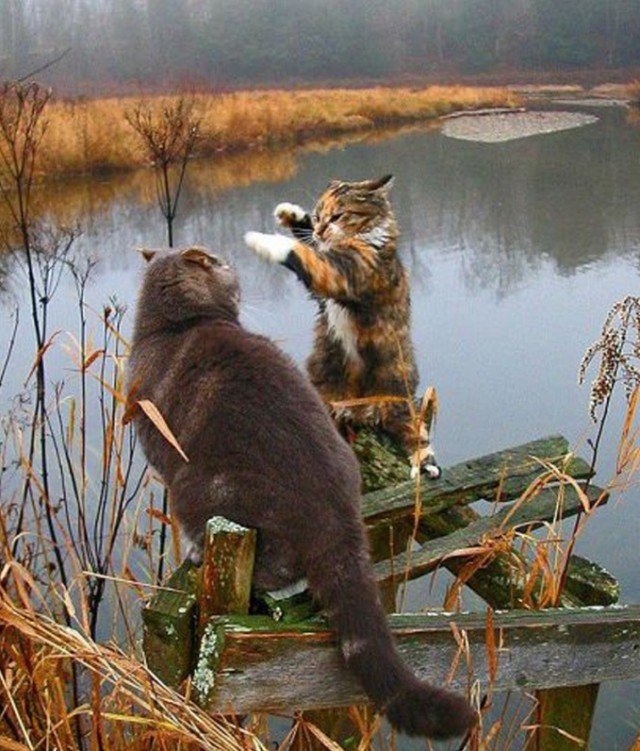Этого кота уже было здесь, но вот это атас!