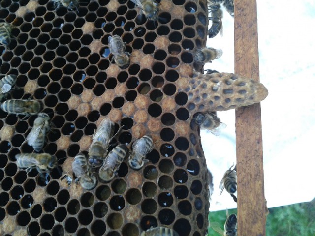 Немного о пчелах