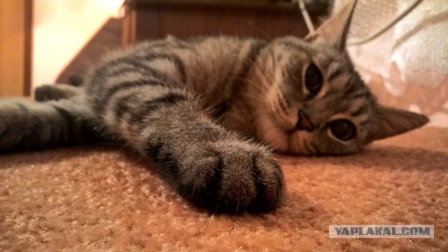 Котовторник 11.10.2016
