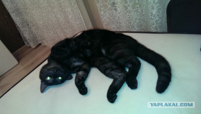 Кошкин день
