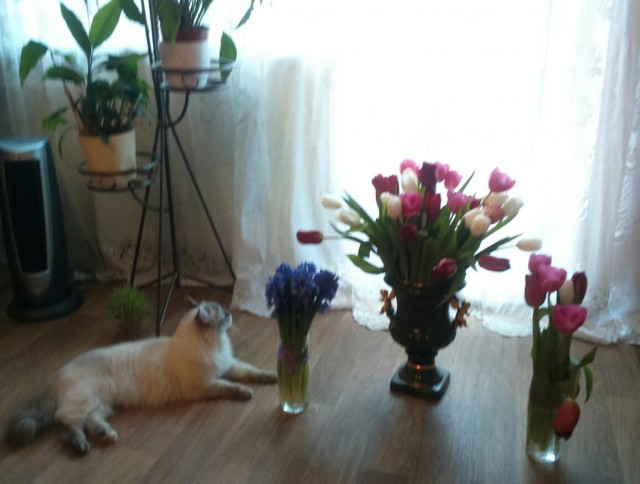 Коты и Кошки