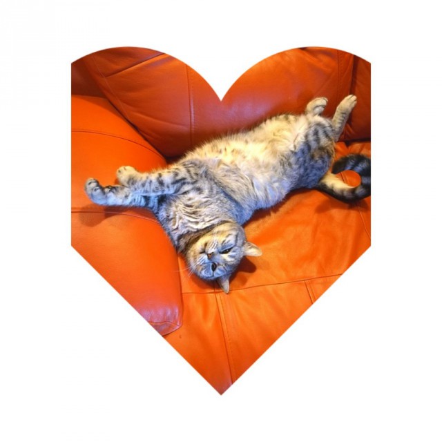Коты и Кошки