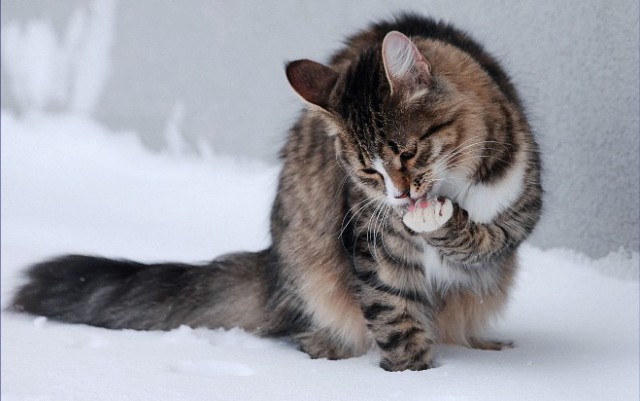 Коты и Кошки