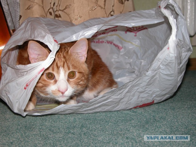 Котовторник