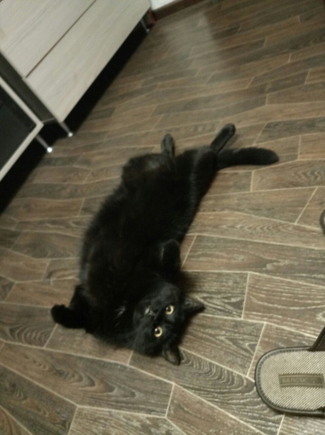 Коты и Кошки