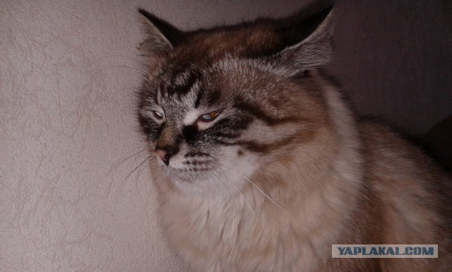 Котовторник  05.12.2017
