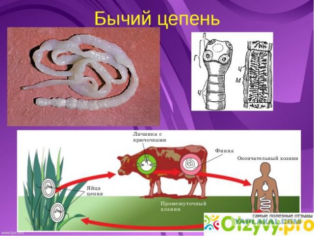 Тушёнка