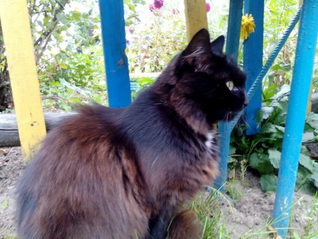 Котовторник ждали? А вот и он!