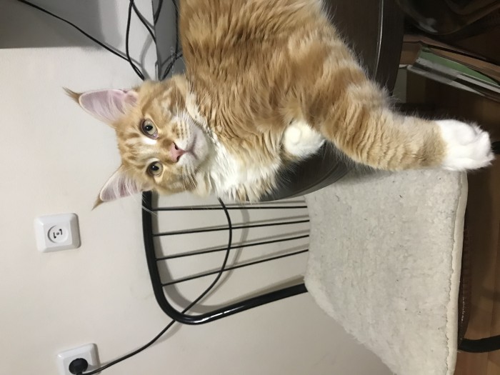 Котовторник 22.05.2018