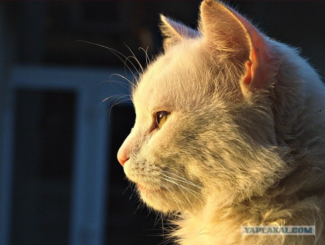 Забыли котовторник? А вот он!