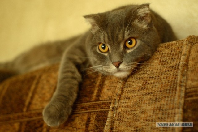 Котовторник на 22 июня