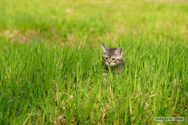 Котовторник стартует