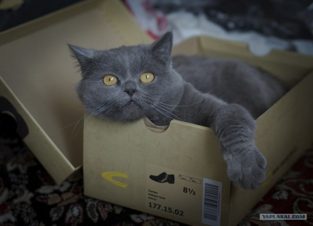 Начинаем котовторник!