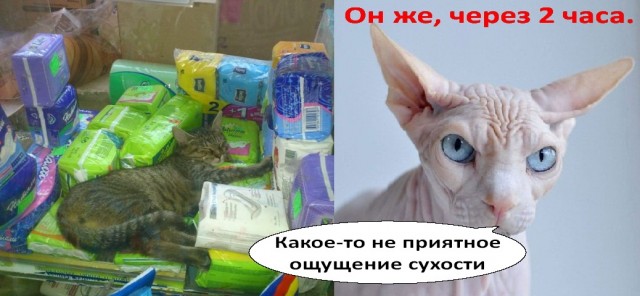 Интимный котовторник (23.08.11)
