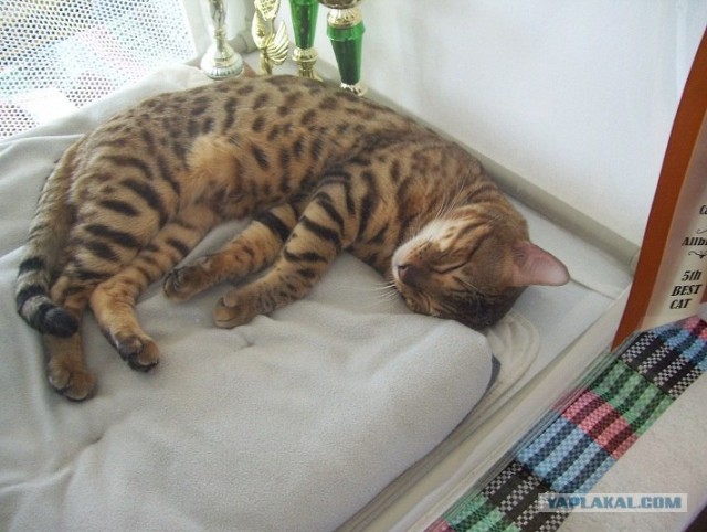 Сонный Котовторник
