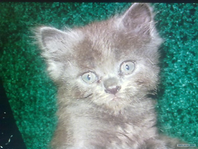 Котовторник (31.01.2012)