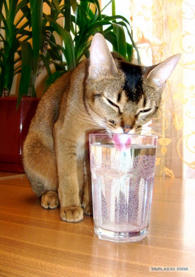 Котовторник  от 3.04.2012