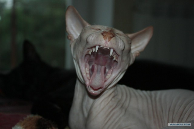 Котовторник 31.07.2012 г.