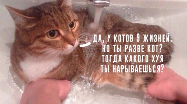 Анекдоты, соц-сети и картинки с надписями