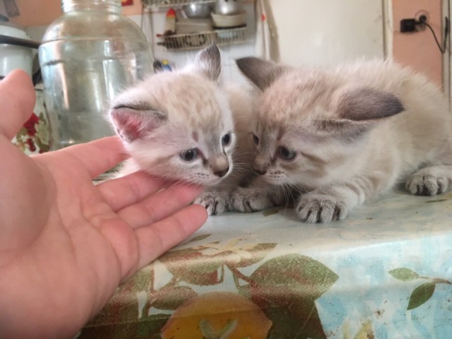 Забавные фото котеек