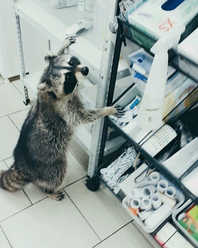 Живность из сети