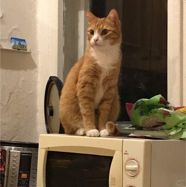Забавные фото котеек