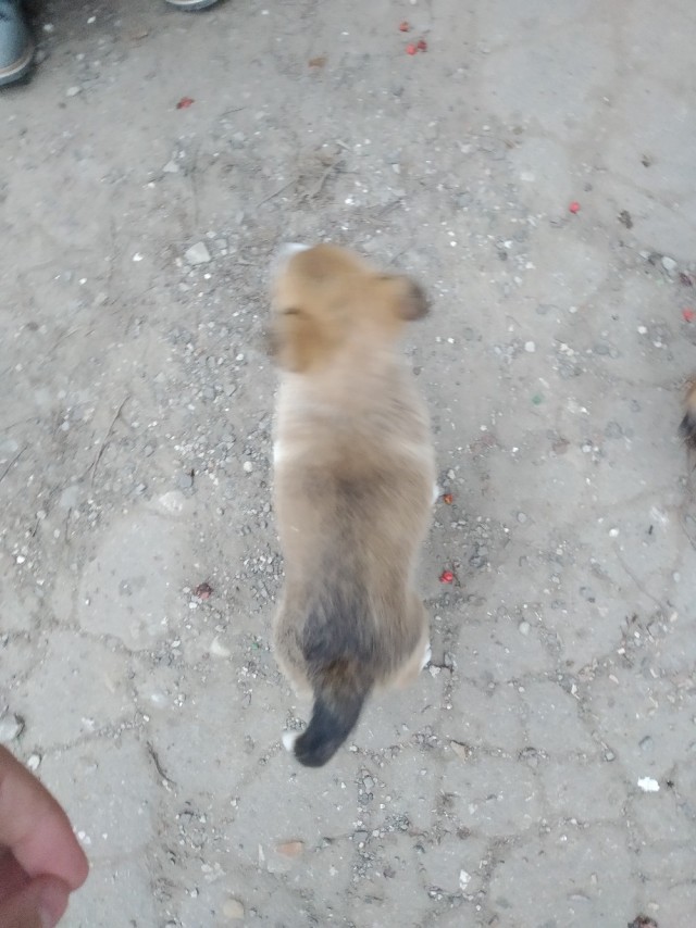 Живность из сети