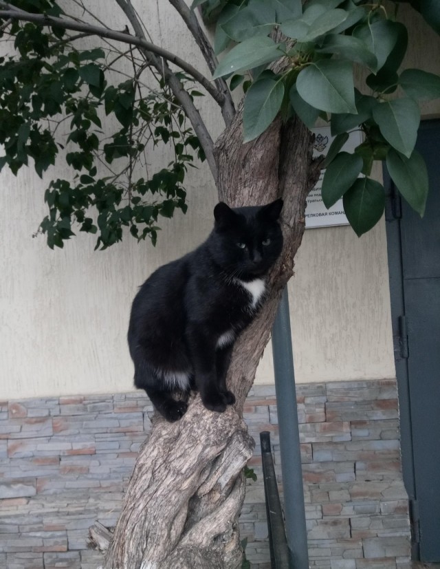 Уличные котаны