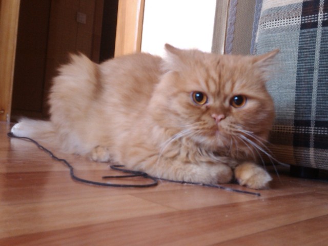 Котовторник!