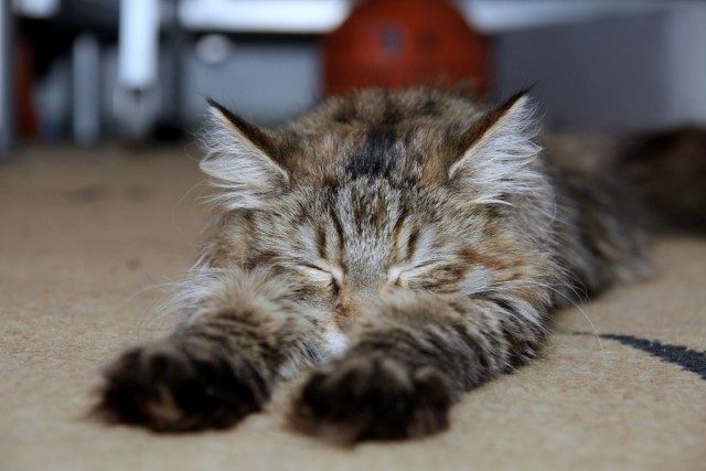 Даешь котовторник!