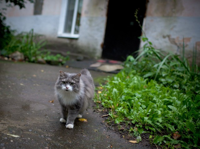 Котовторник 28.09.21