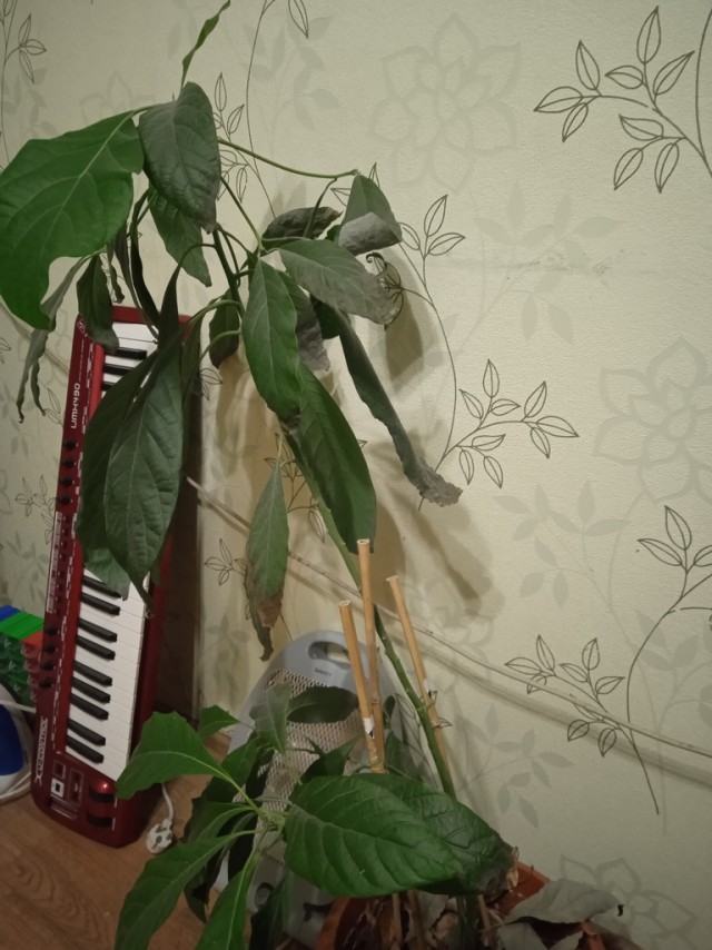 Австралия, я люблю тебя