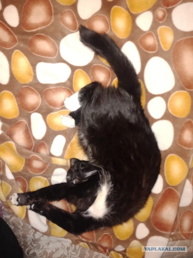 Котовторник так котовторник