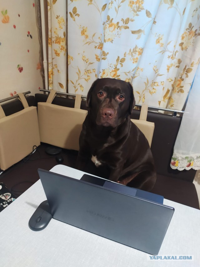 Собакочетверг